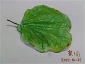 縮圖：