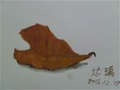 縮圖：