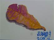 縮圖：