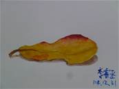 縮圖：