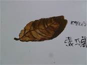 縮圖：