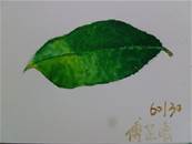縮圖：