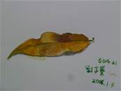 縮圖：