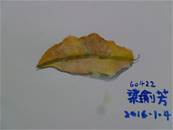 縮圖：