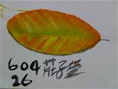 縮圖：