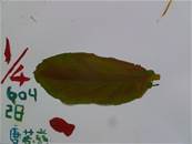 縮圖：