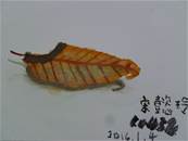縮圖：