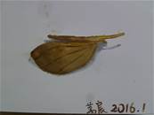 縮圖：