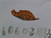 縮圖：