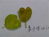 縮圖：