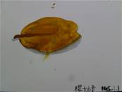 縮圖：