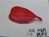 縮圖：
