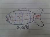 縮圖：