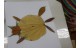 leaf (9)