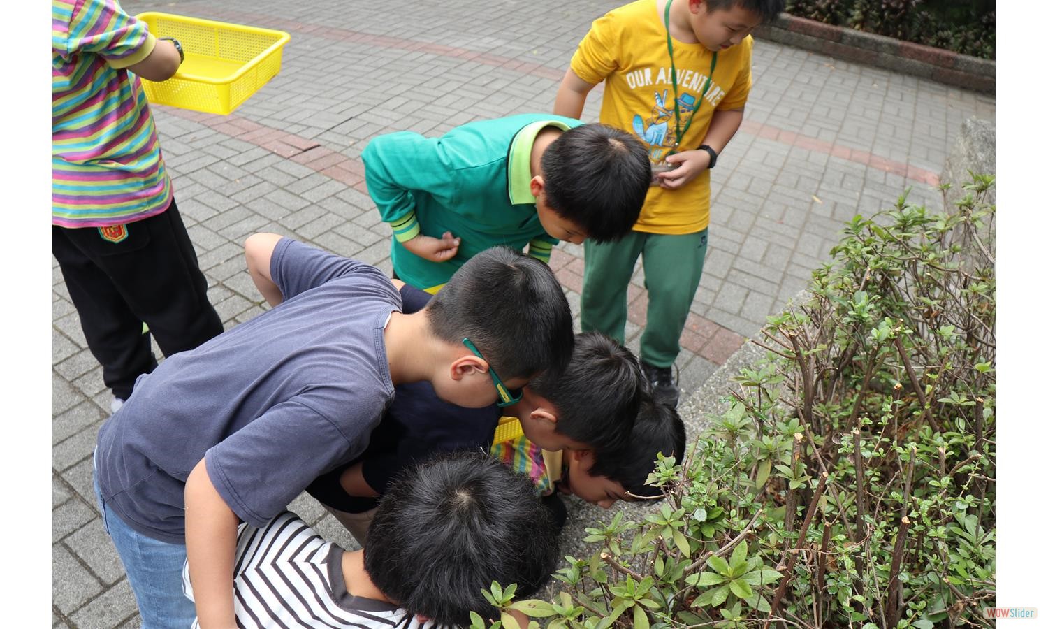 pickingLeaf (4)